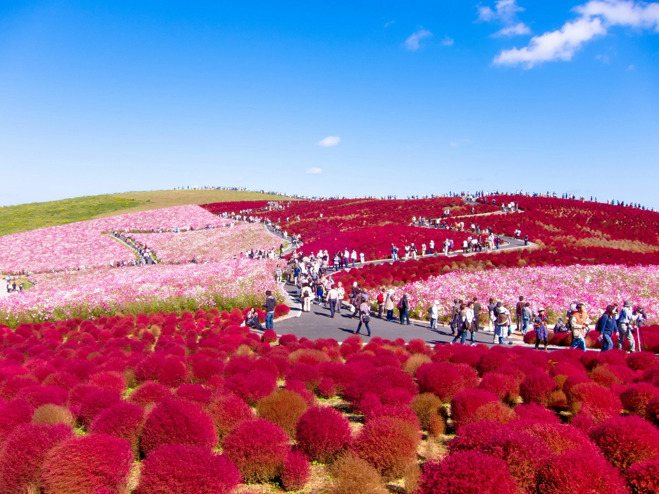 Romantic autumn moments in the bright red grass hills of Kochia, Japan